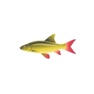 Zambezi Yellowfish